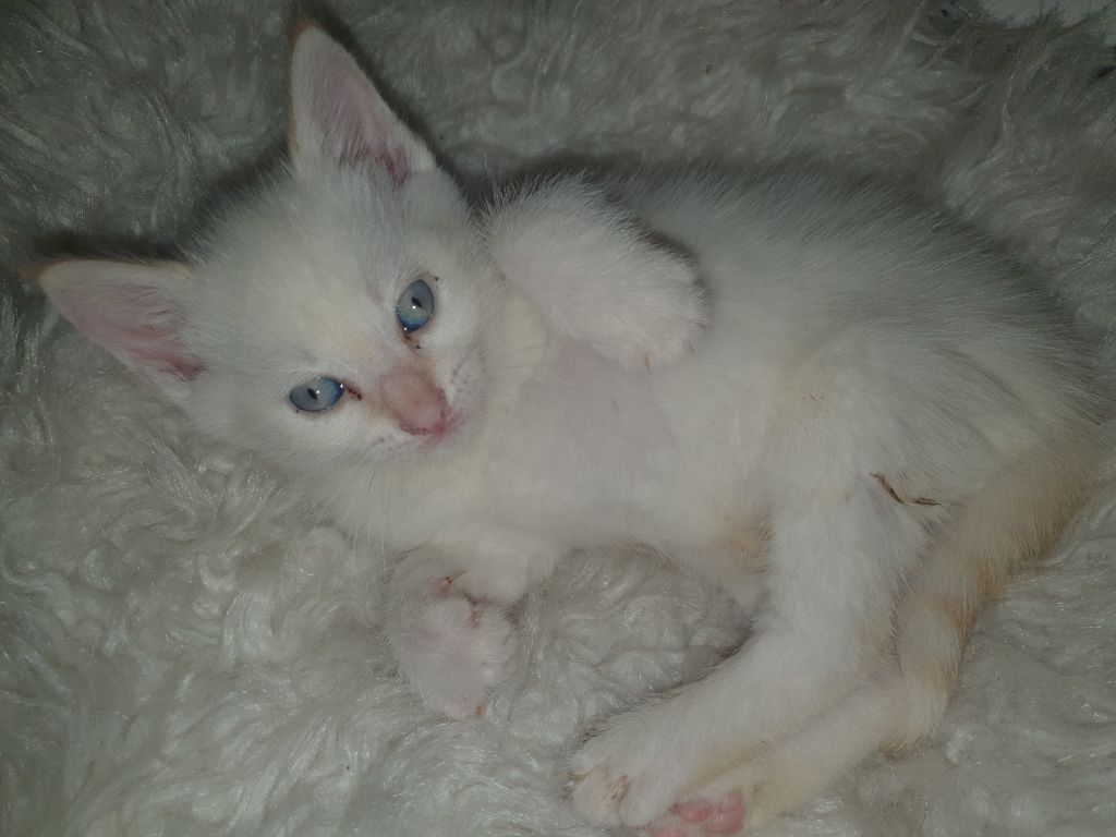 Hi,

We hebben nog 3 Ragdoll/Britsekorthaar Kittens Te Koop.

Geboren op 14 April. Ze mogen nu w